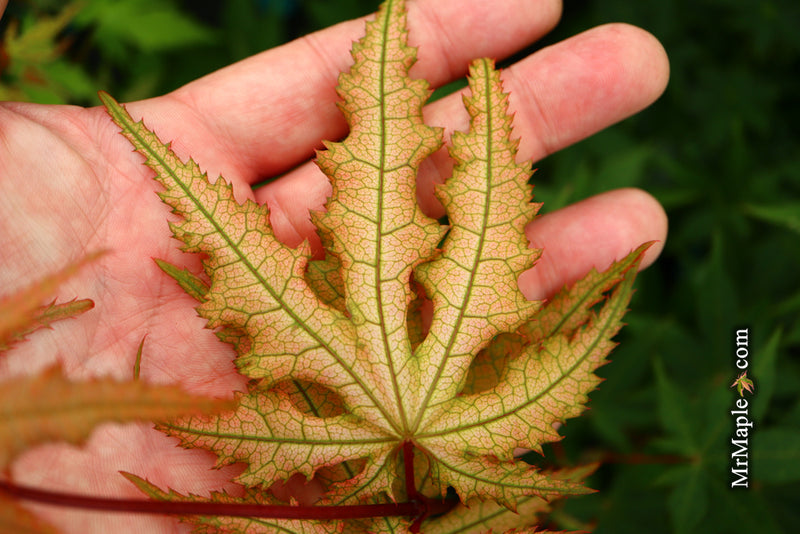 - Acer palmatum 'Ruby de Sofia’ Japanese Maple - Mr Maple │ Buy Japanese Maple Trees