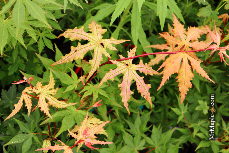 - Acer palmatum 'Ruby de Sofia’ Japanese Maple - Mr Maple │ Buy Japanese Maple Trees