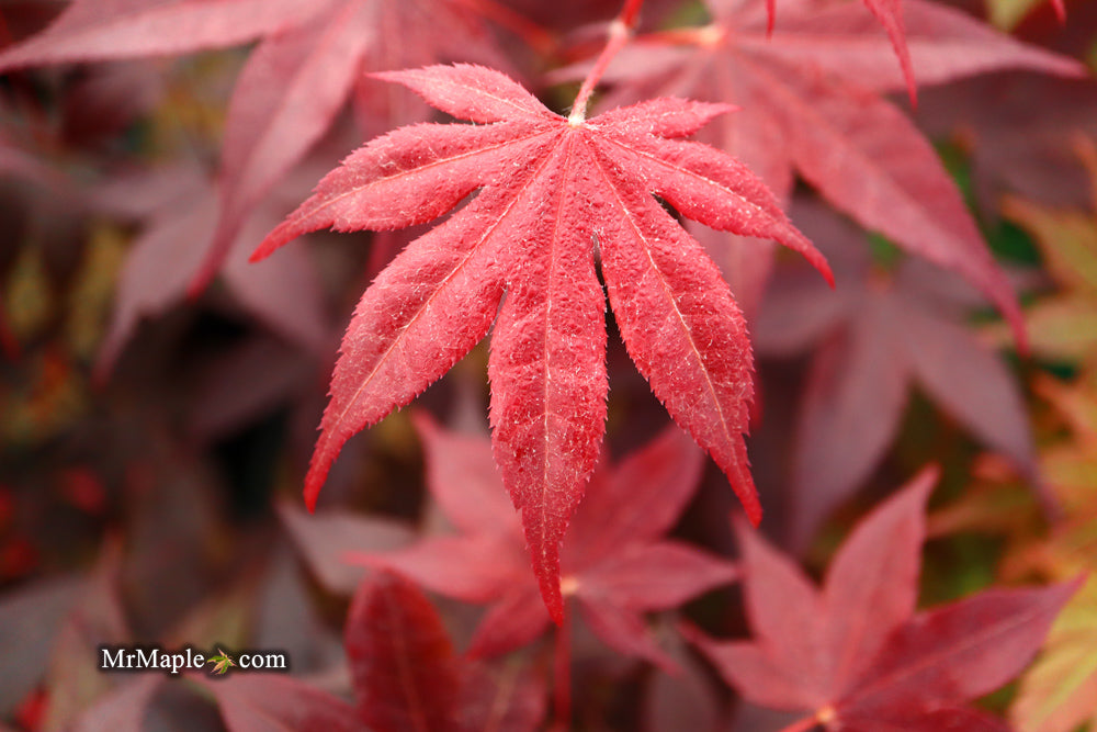 FOR PICKUP ONLY | Acer palmatum 'Beni hoshi' Ruby Stars Japanese Maple  | DOES NOT SHIP