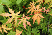 - Acer palmatum 'Ruby de Sofia’ Japanese Maple - Mr Maple │ Buy Japanese Maple Trees