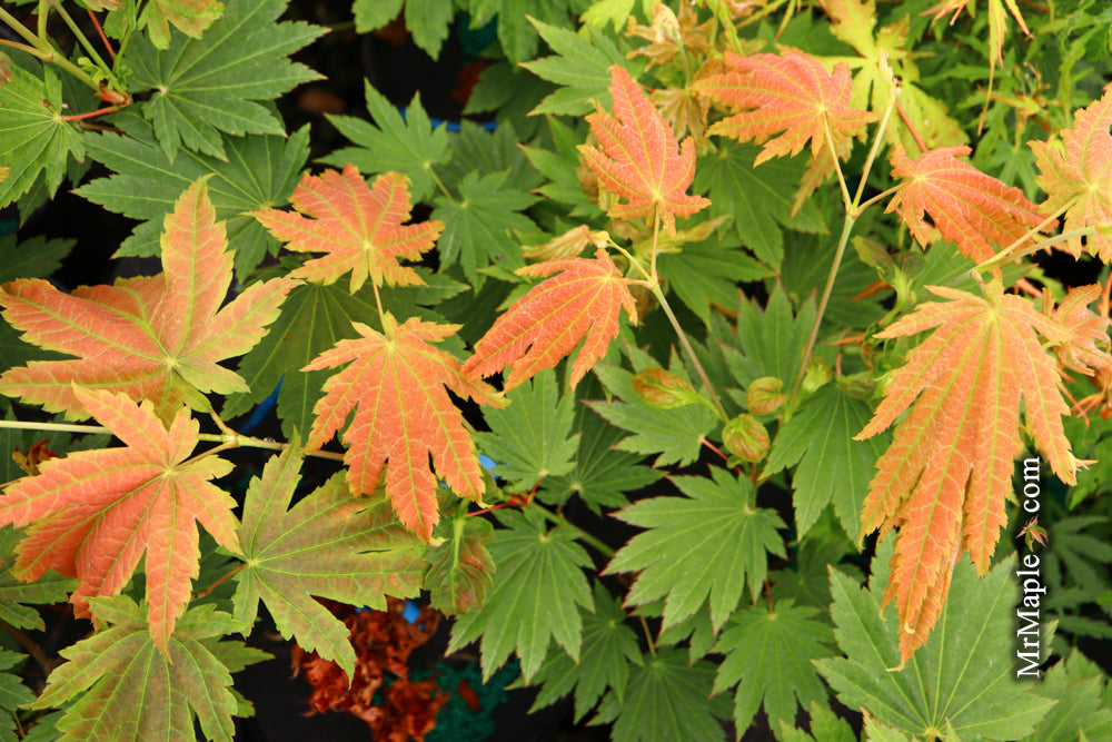 Acer japonicum 'Blushing Beauty' Red Full Moon Maple