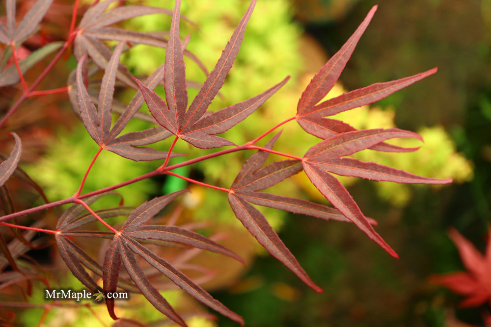 FOR PICKUP ONLY | Acer palmatum 'Pung kil' Japanese Maple | DOES NOT SHIP