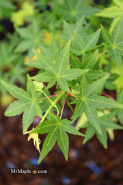 - Acer palmatum 'Ryusen' Japanese Maple - Mr Maple │ Buy Japanese Maple Trees