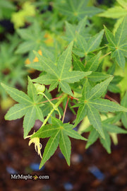 - FOR PICKUP ONLY | Acer palmatum 'Ryusen' Japanese Maple | DOES NOT SHIP - Mr Maple │ Buy Japanese Maple Trees