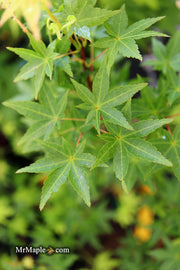 - FOR PICKUP ONLY | Acer palmatum 'Ryusen' Japanese Maple | DOES NOT SHIP - Mr Maple │ Buy Japanese Maple Trees