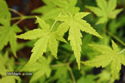 - Acer palmatum 'Ryusen' Japanese Maple - Mr Maple │ Buy Japanese Maple Trees