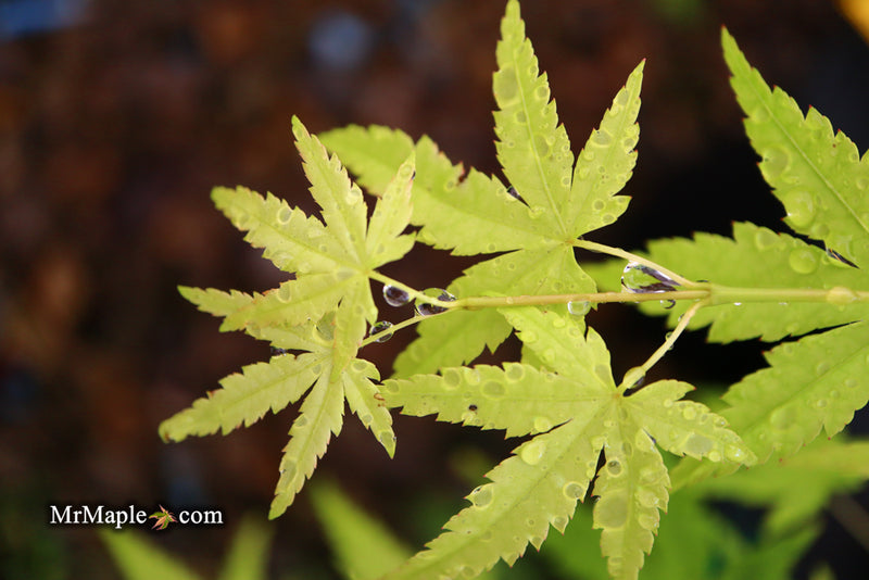 - Acer palmatum 'Ryusen' Japanese Maple - Mr Maple │ Buy Japanese Maple Trees