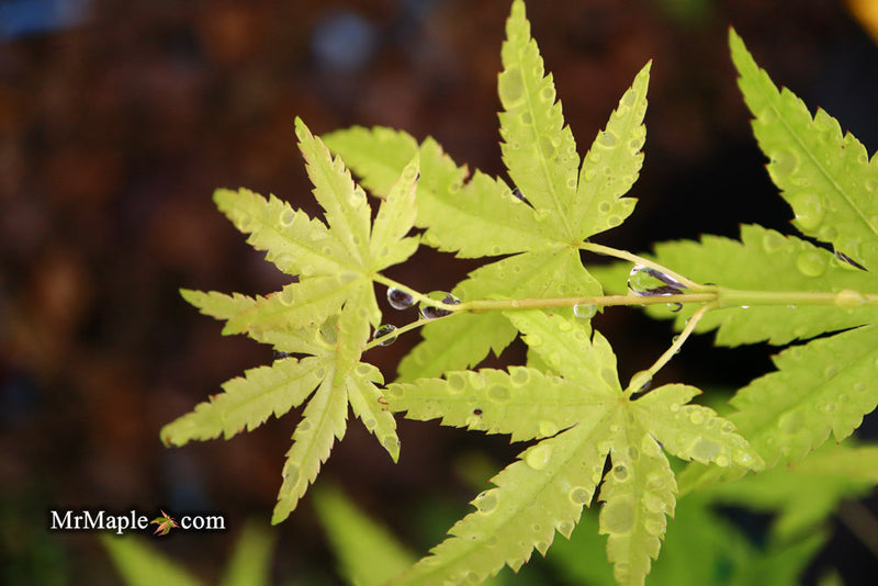 - FOR PICKUP ONLY | Acer palmatum 'Ryusen' Japanese Maple | DOES NOT SHIP - Mr Maple │ Buy Japanese Maple Trees