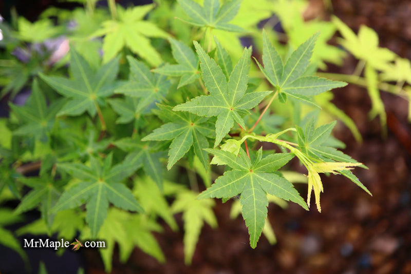 - Acer palmatum 'Ryusen' Japanese Maple - Mr Maple │ Buy Japanese Maple Trees