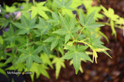 - FOR PICKUP ONLY | Acer palmatum 'Ryusen' Japanese Maple | DOES NOT SHIP - Mr Maple │ Buy Japanese Maple Trees