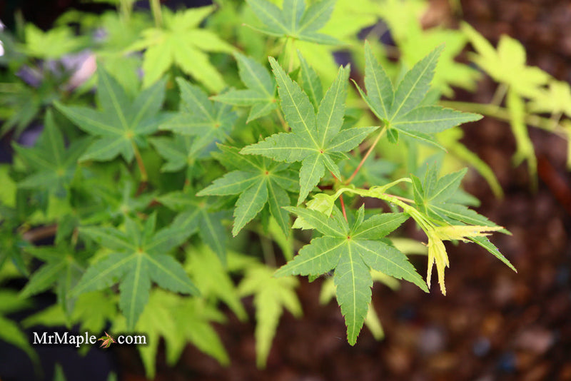 - FOR PICKUP ONLY | Acer palmatum 'Ryusen' Japanese Maple | DOES NOT SHIP - Mr Maple │ Buy Japanese Maple Trees