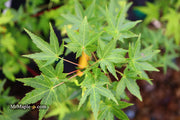 - FOR PICKUP ONLY | Acer palmatum 'Ryusen' Japanese Maple | DOES NOT SHIP - Mr Maple │ Buy Japanese Maple Trees