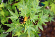 - Acer palmatum 'Ryusen' Japanese Maple - Mr Maple │ Buy Japanese Maple Trees