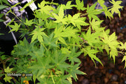 - Acer palmatum 'Ryusen' Japanese Maple - Mr Maple │ Buy Japanese Maple Trees