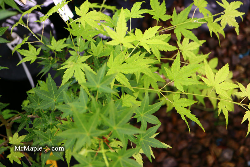 - Acer palmatum 'Ryusen' Japanese Maple - Mr Maple │ Buy Japanese Maple Trees
