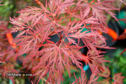 - Acer palmatum 'Red Dragon' Dwarf Japanese Maple - Mr Maple │ Buy Japanese Maple Trees