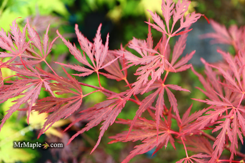 - Acer palmatum 'Red Dragon' Dwarf Japanese Maple - Mr Maple │ Buy Japanese Maple Trees