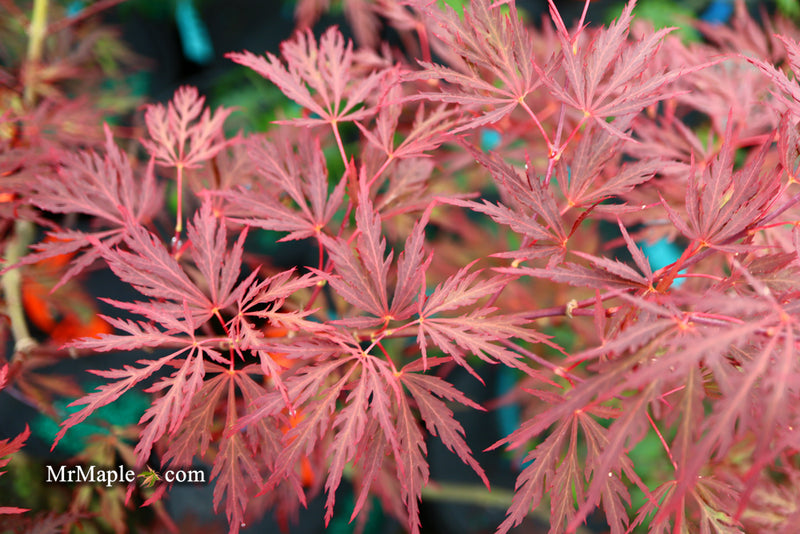 - Acer palmatum 'Red Dragon' Dwarf Japanese Maple - Mr Maple │ Buy Japanese Maple Trees