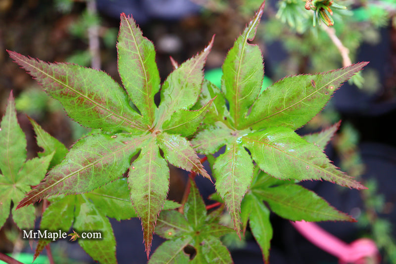 - Acer palmatum 'Ruby de Sofia’ Japanese Maple - Mr Maple │ Buy Japanese Maple Trees