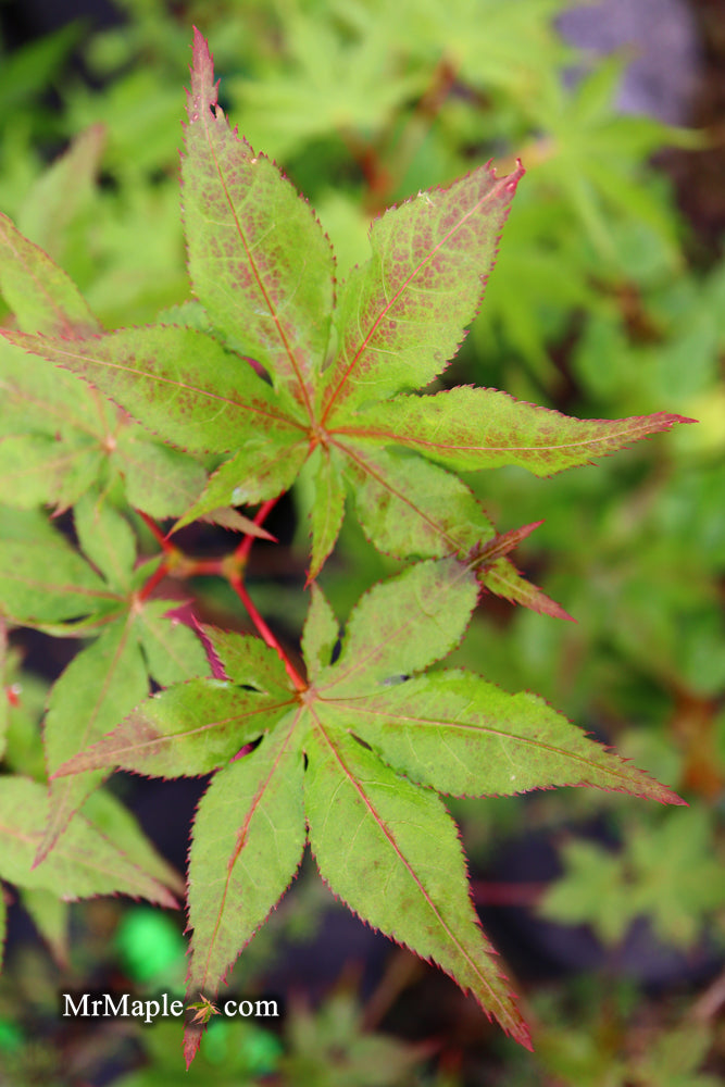 - Acer palmatum 'Ruby de Sofia’ Japanese Maple - Mr Maple │ Buy Japanese Maple Trees