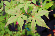 - Acer palmatum 'Ruby de Sofia’ Japanese Maple - Mr Maple │ Buy Japanese Maple Trees