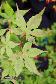 - Acer palmatum 'Ruby de Sofia’ Japanese Maple - Mr Maple │ Buy Japanese Maple Trees