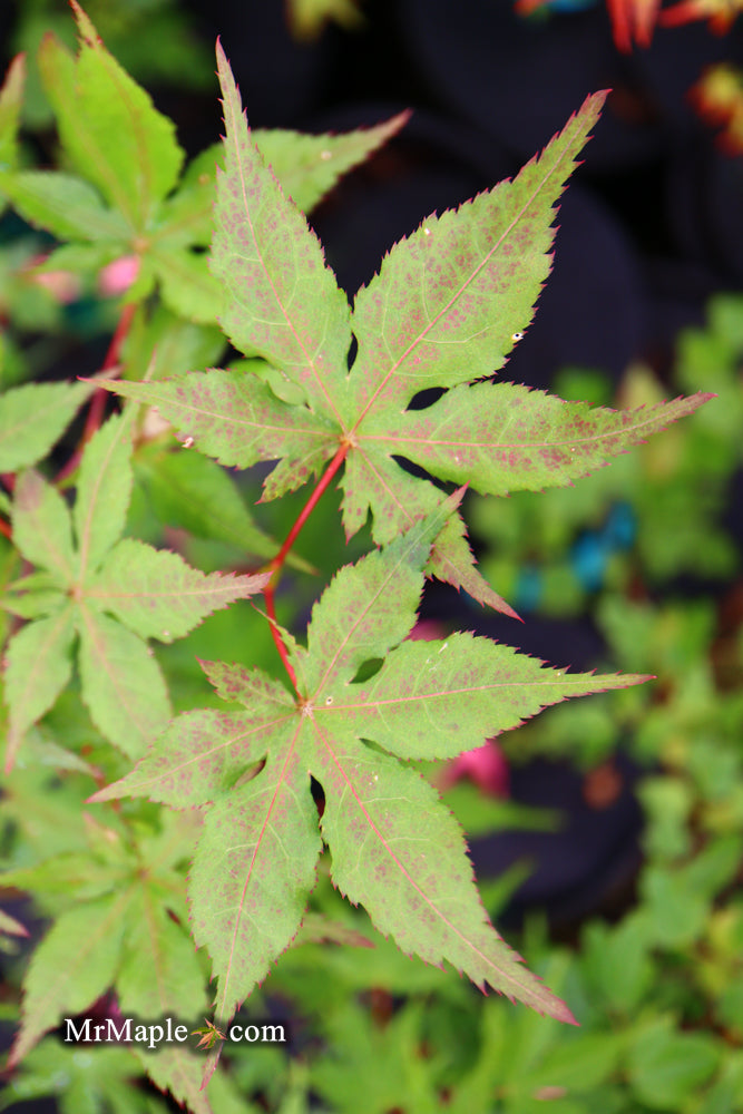 - Acer palmatum 'Ruby de Sofia’ Japanese Maple - Mr Maple │ Buy Japanese Maple Trees