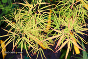 - Acer palmatum 'Yellow Threads' Rare Japanese Maple - Mr Maple │ Buy Japanese Maple Trees