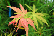 - Acer palmatum 'Yellow Threads' Rare Japanese Maple - Mr Maple │ Buy Japanese Maple Trees