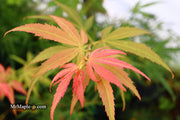 - Acer palmatum 'Yellow Threads' Rare Japanese Maple - Mr Maple │ Buy Japanese Maple Trees