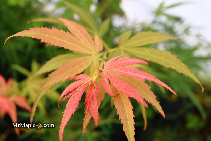 - Acer palmatum 'Yellow Threads' Rare Japanese Maple - Mr Maple │ Buy Japanese Maple Trees