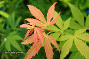 - Acer palmatum 'Yellow Threads' Rare Japanese Maple - Mr Maple │ Buy Japanese Maple Trees