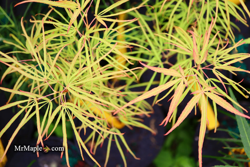 - Acer palmatum 'Yellow Threads' Rare Japanese Maple - Mr Maple │ Buy Japanese Maple Trees