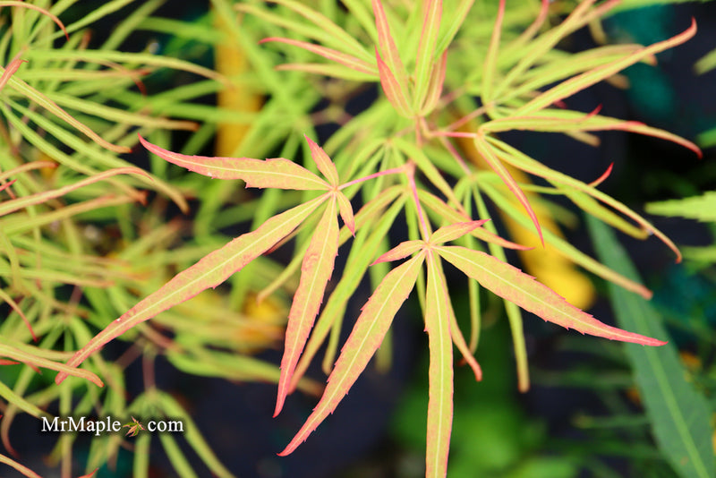 - Acer palmatum 'Yellow Threads' Rare Japanese Maple - Mr Maple │ Buy Japanese Maple Trees