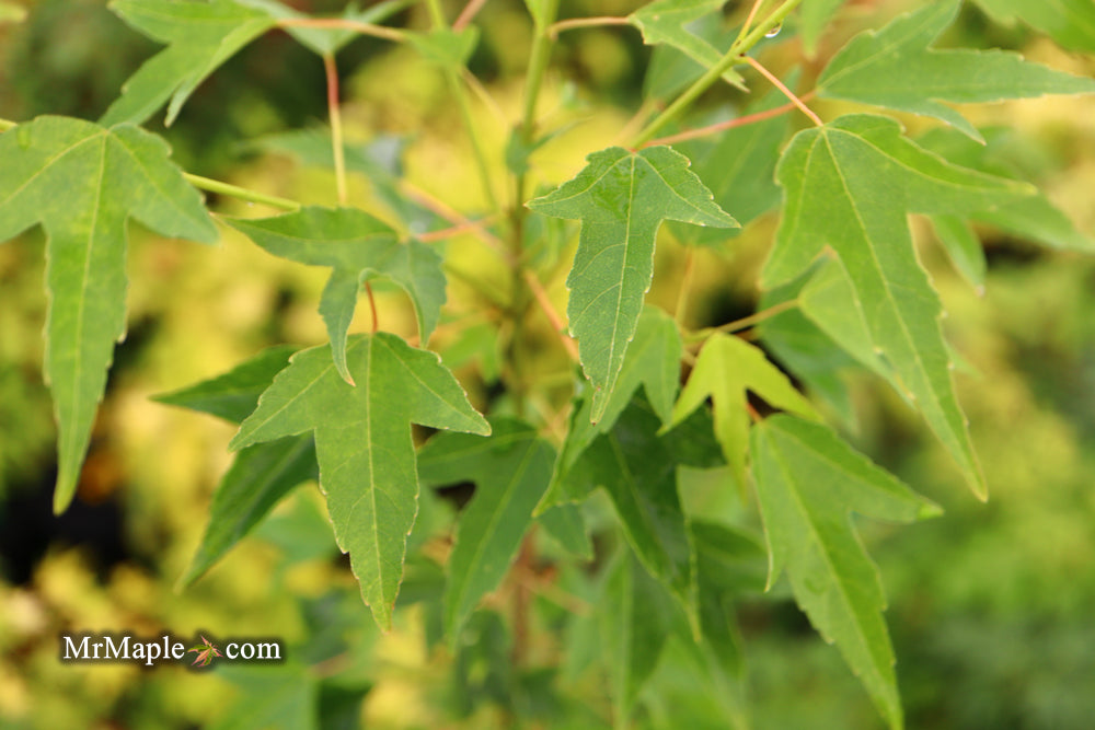 Acer buergerianum 'Bling-Bling' Golden Trident Maple