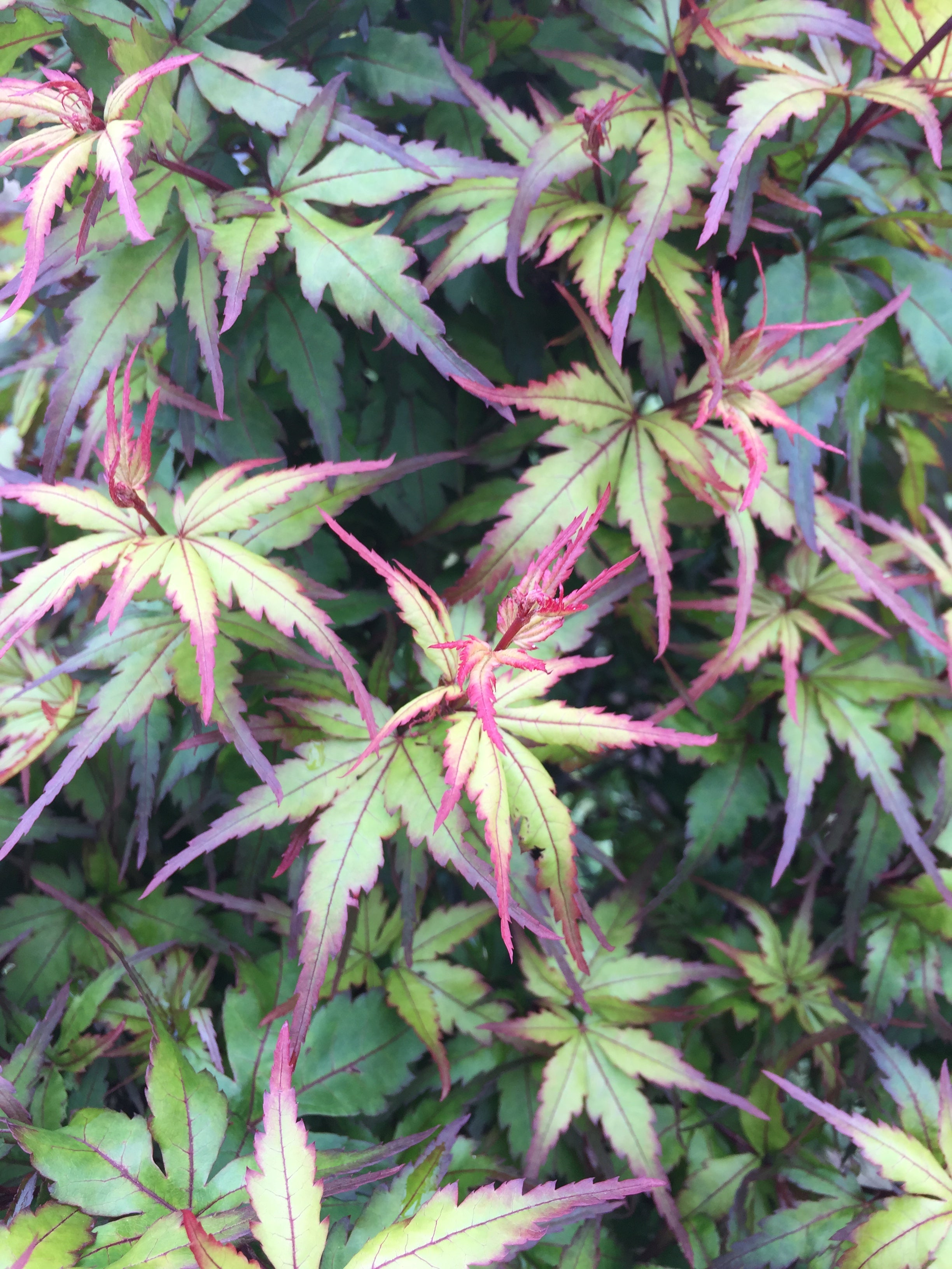 Buy Acer palmatum 'Angel the Prince' Japanese Maple — Mr Maple