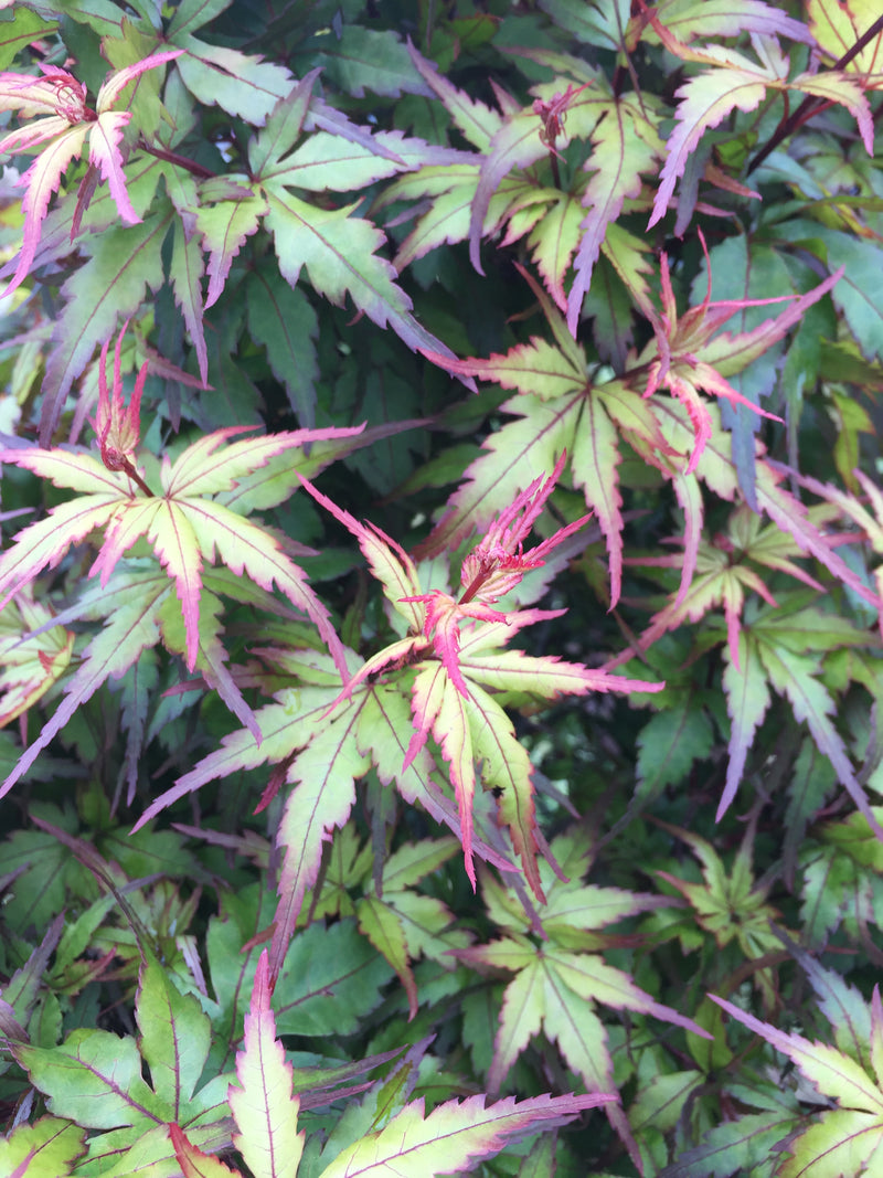 Acer palmatum 'Angel the Prince' Japanese Maple