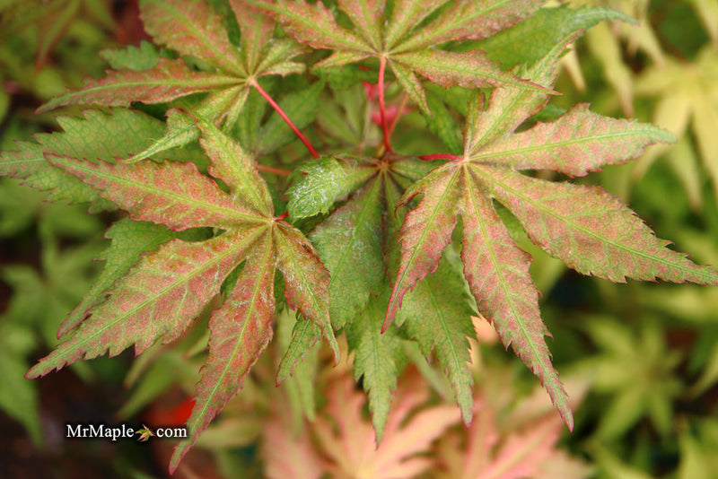 - FOR PICKUP ONLY | Acer palmatum 'Nebula' Variegated Japanese Maple | DOES NOT SHIP - Mr Maple │ Buy Japanese Maple Trees