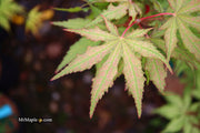 - FOR PICKUP ONLY | Acer palmatum 'Nebula' Variegated Japanese Maple | DOES NOT SHIP - Mr Maple │ Buy Japanese Maple Trees