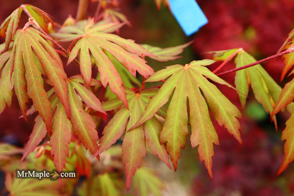 Acer pseudosieboldianum 'Arctic Desire' Rare Japanese Maple