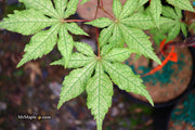 - FOR PICKUP ONLY | Acer palmatum 'Nebula' Variegated Japanese Maple | DOES NOT SHIP - Mr Maple │ Buy Japanese Maple Trees