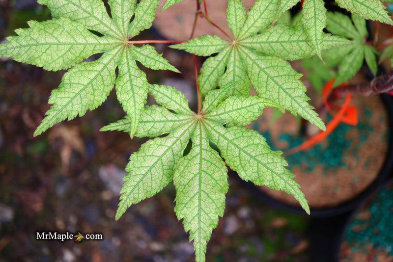 - FOR PICKUP ONLY | Acer palmatum 'Nebula' Variegated Japanese Maple | DOES NOT SHIP - Mr Maple │ Buy Japanese Maple Trees