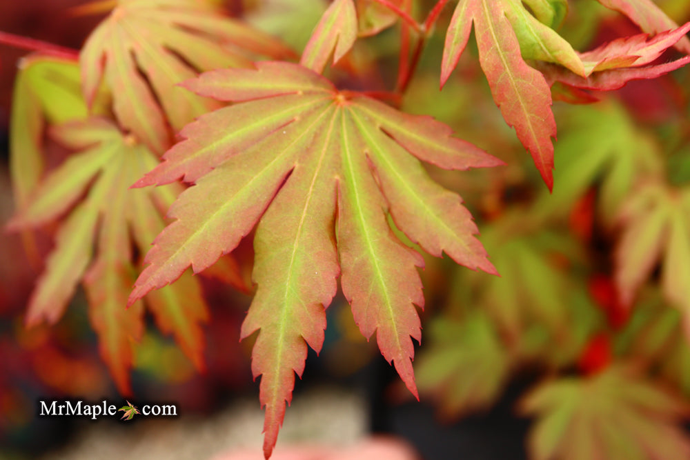 Acer pseudosieboldianum 'Arctic Desire' Rare Japanese Maple