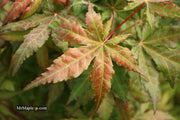 - FOR PICKUP ONLY | Acer palmatum 'Nebula' Variegated Japanese Maple | DOES NOT SHIP - Mr Maple │ Buy Japanese Maple Trees