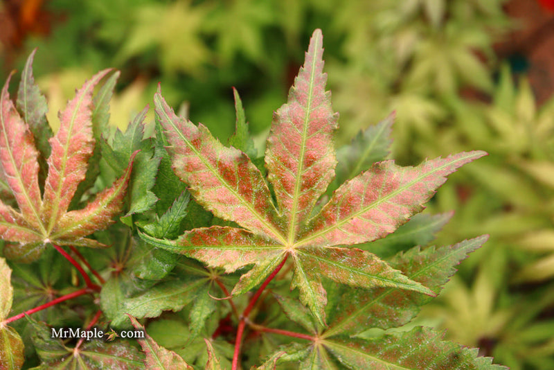 - FOR PICKUP ONLY | Acer palmatum 'Nebula' Variegated Japanese Maple | DOES NOT SHIP - Mr Maple │ Buy Japanese Maple Trees