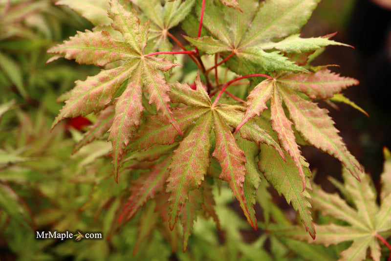 - FOR PICKUP ONLY | Acer palmatum 'Nebula' Variegated Japanese Maple | DOES NOT SHIP - Mr Maple │ Buy Japanese Maple Trees