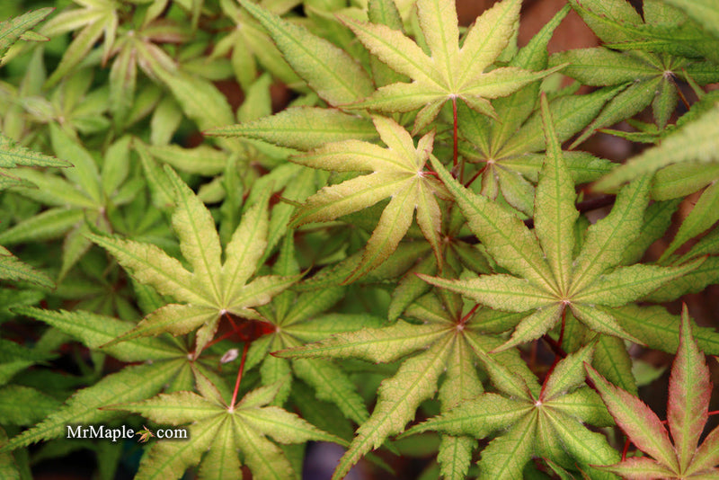 - FOR PICKUP ONLY | Acer palmatum 'Nebula' Variegated Japanese Maple | DOES NOT SHIP - Mr Maple │ Buy Japanese Maple Trees