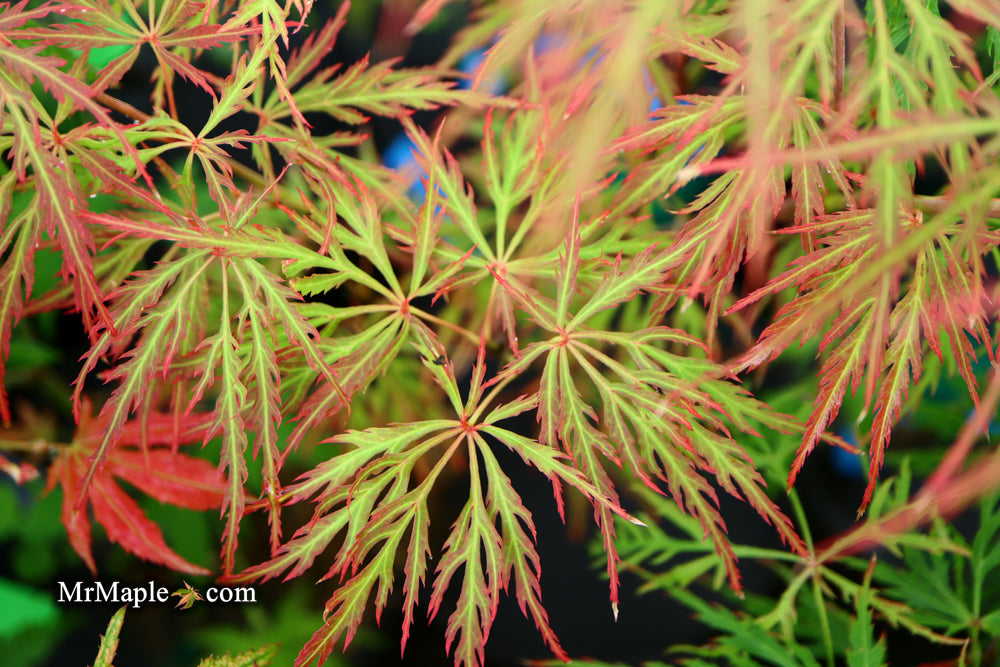 Acer palmatum 'Vertree's Collection' Japanese Maple