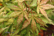 - FOR PICKUP ONLY | Acer palmatum 'Nebula' Variegated Japanese Maple | DOES NOT SHIP - Mr Maple │ Buy Japanese Maple Trees