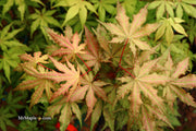- FOR PICKUP ONLY | Acer palmatum 'Nebula' Variegated Japanese Maple | DOES NOT SHIP - Mr Maple │ Buy Japanese Maple Trees